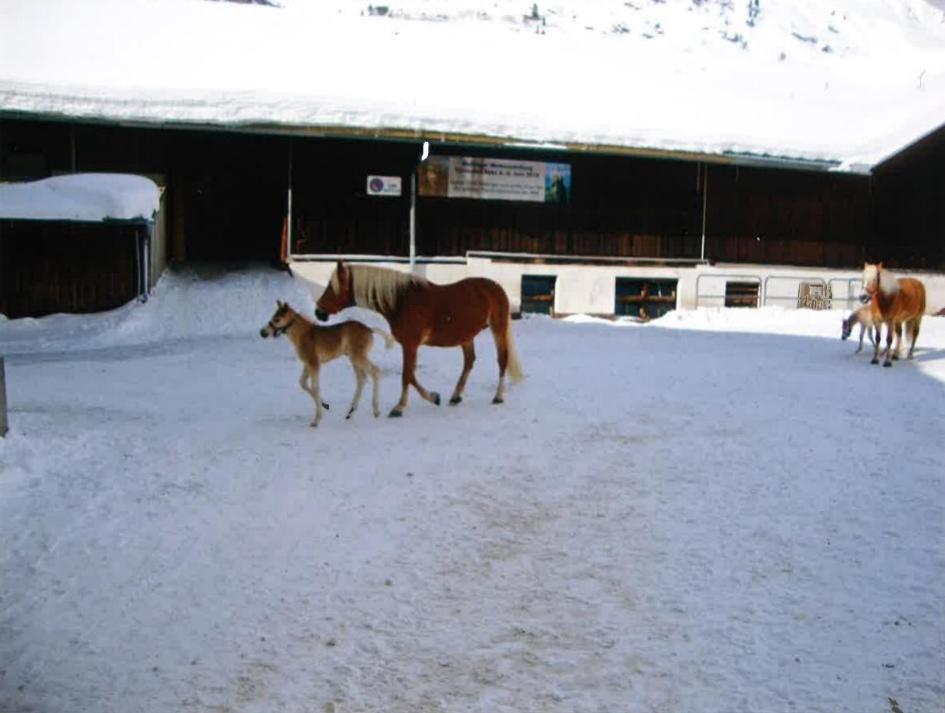 Merryshof Sankt Ulrich am Pillersee Ngoại thất bức ảnh